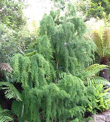 Tasmanian Huon Pine