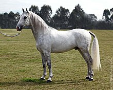 Lipizzaner Mare