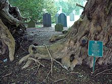 The Llangernyw Yew