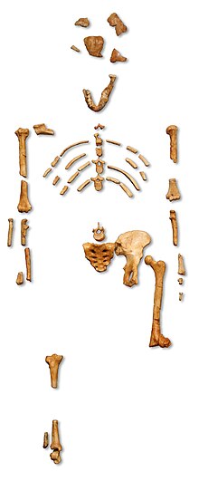 Lucy the Australopithecus