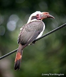 Luzon Hornbill