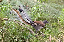 Australian Lyrebird