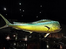 Mahi-Mahi (Dolphinfish)