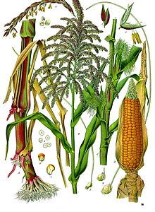 Maize (Corn)