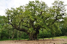 Major Oak