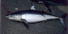 Mako Shark