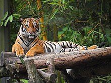 Malayan Tiger