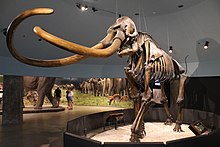 Mammoth