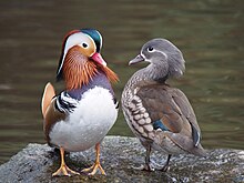 Mandarin Duck