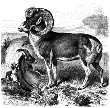 Marco Polo Sheep