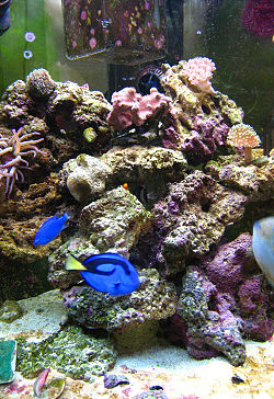 Saltwater Aquarium Fish