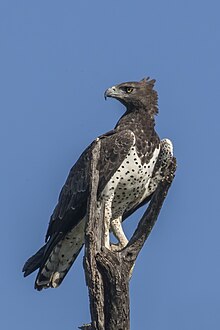 Martial Eagle