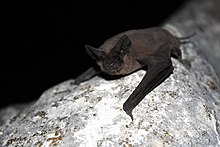 Mexican Free-tailed Bat