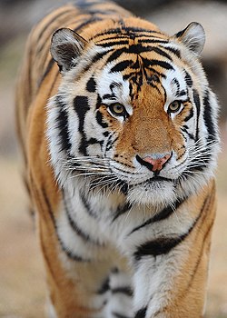 Louisiana State University's Mike the Tiger