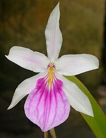 Miltonia spectabilis