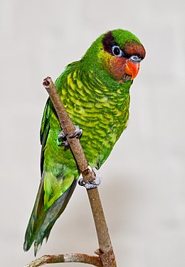 Mindanao Lorikeet