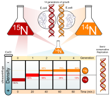 Molecular Biology