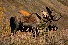 Canadian Moose