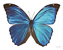 Blue Morpho Butterfly Caterpillar