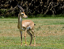 Israeli Gazelle