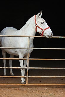 Mules and Donkeys