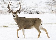 Mule Deer Hunting