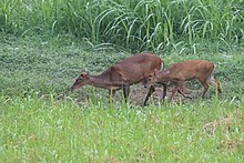 Muntjac Deer