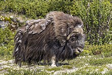 Muskox