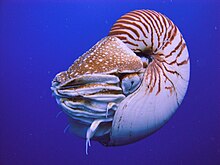 Nautilus pompilius