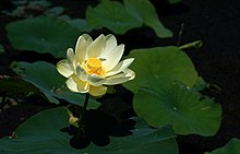Nelumbo Lutea (American Lotus)