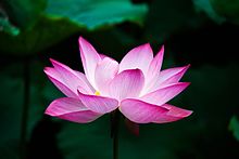 Nelumbo Nucifera (Indian Lotus)