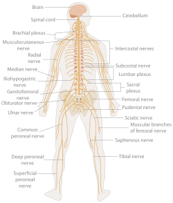 Nervous System