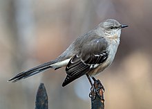 Mockingbird