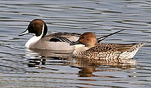 Northern Pintail