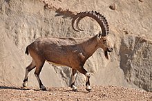 Nubian Ibex