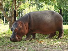 Pablo Escobar's Hippos