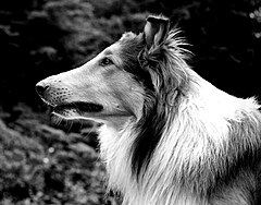Pal (Lassie)