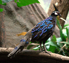 Palawan Peacock-Pheasant