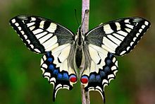 Common Yellow Swallowtail