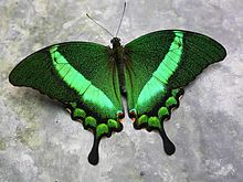 Emerald Swallowtail