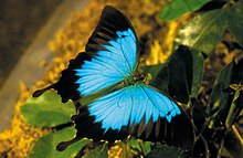 Ulysses Butterfly