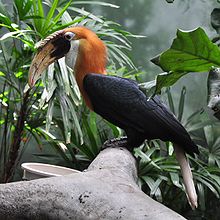 Papuan Hornbill