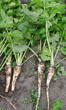 Parsnips