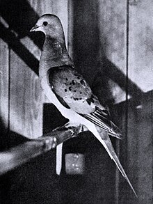 Passenger Pigeon