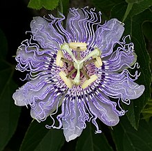 Passion Flower