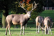 Père David's Deer