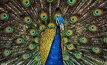 Peacock Feathers