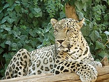 Iranian Plateau Leopard