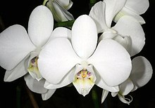 Phalaenopsis amabilis