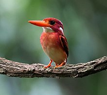South Philippine Dwarf Kingfisher